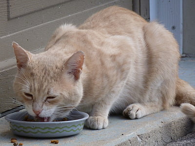 orange tabby cat eating in round gray bowl beside door thumbnail