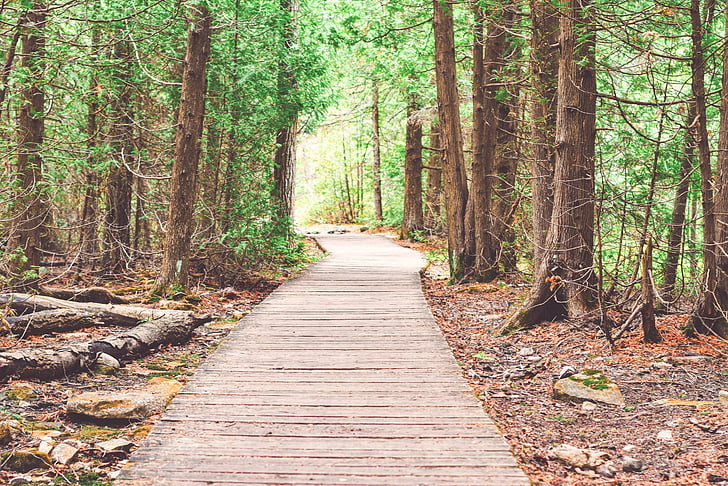 tree logs near trees