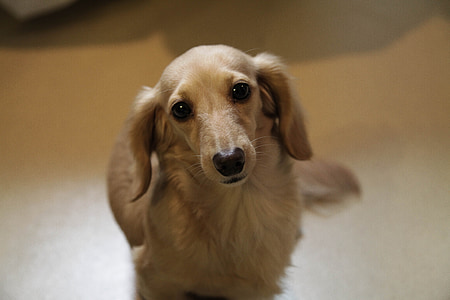 golden retriever puppy close-up photography thumbnail