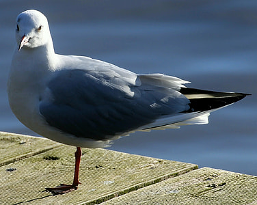 Black Headed Gull, Bird thumbnail