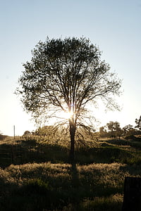 silhouette of tree thumbnail