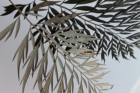 two branches of green leaves thumbnail