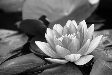 grayscale photography of lotus flower thumbnail