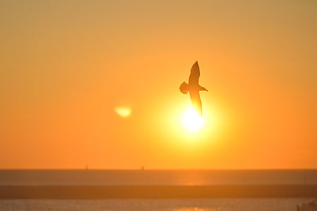 silhouette photography of eagle flying thumbnail