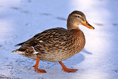 brown duck walking on snowfield thumbnail