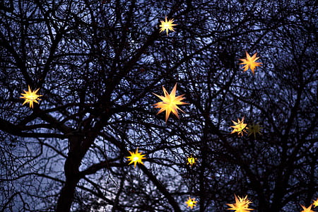 yellow lighted star lights on tree thumbnail