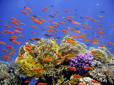 school of orange fish underwater thumbnail