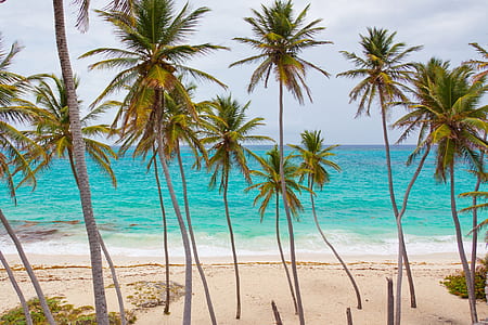 beach during daytime thumbnail