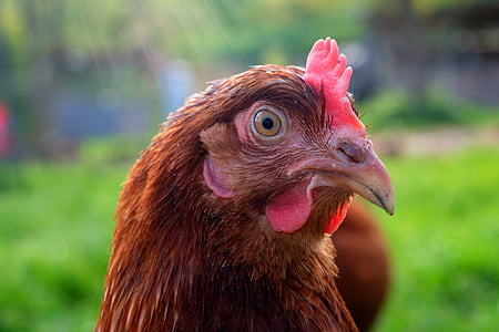 portrait of brown rooster thumbnail