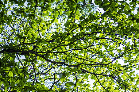 low angle photography of green leafed tree thumbnail