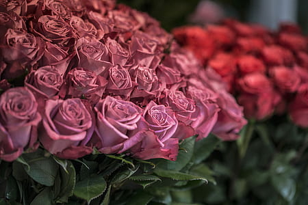 pink rose bouquet thumbnail