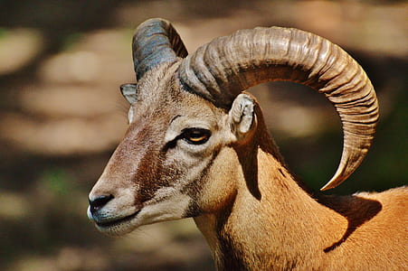 photo of brown goat thumbnail