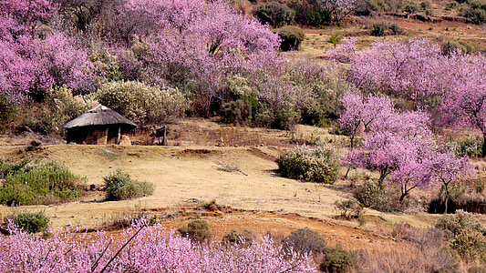 aerial view photo of purple trees thumbnail