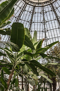 green plants and trees in greenhouse thumbnail