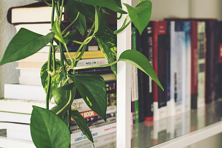 summer, books, office, house thumbnail
