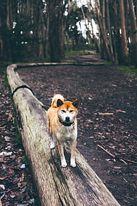 adult white and brown Shiba Inu standing on trunk at daytime thumbnail
