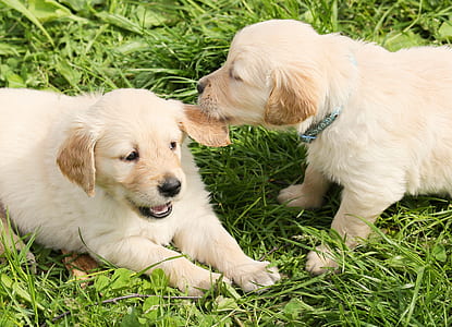 two yellow Labrador retriever puppies on grass during daytime thumbnail
