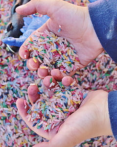 person holding multicolored rice grains thumbnail