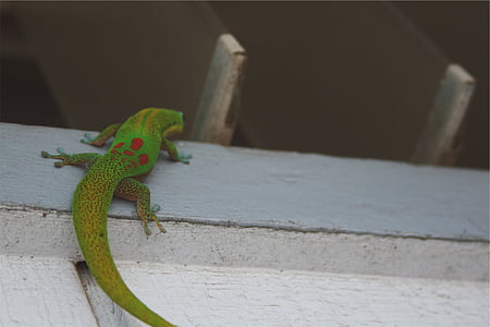 green lizard on white surface thumbnail