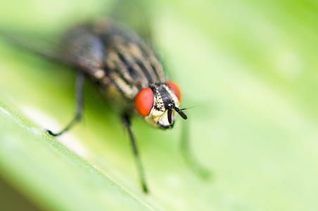 macro photography of fly on green leaf thumbnail