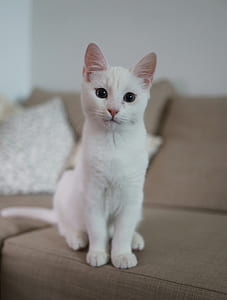 short-fur cat standing on brown fabric sofa thumbnail