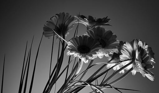 white and black petaled flower thumbnail