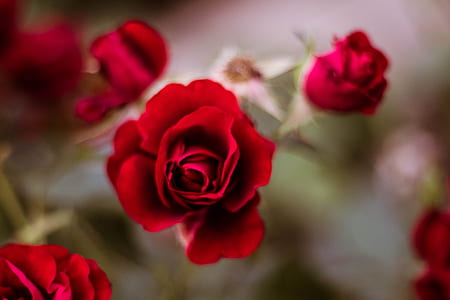red rose flower selective focus photography thumbnail