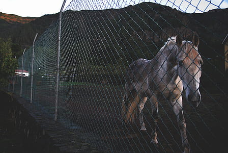 Photo of White and Brown Horse Beside Green Stainless Steel Fence Near Green Mountain thumbnail