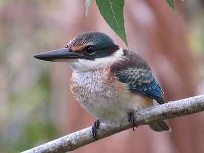 selective focus photography of blue and white bird on tree branch thumbnail