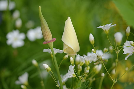 white flowers and green plants thumbnail