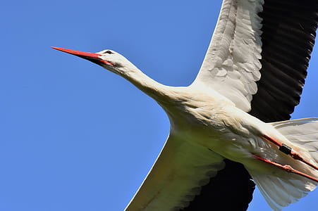 close-up photography of flying white stork under blue sky thumbnail