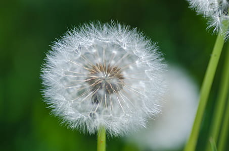 plant, blur, wildflower, macro thumbnail