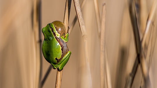 green and brown frog thumbnail