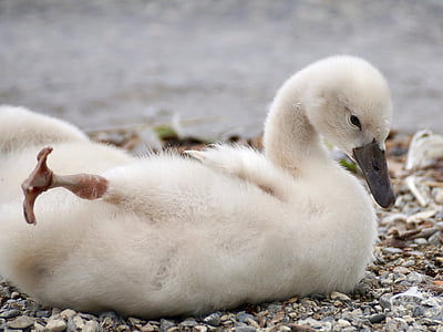 white duck beside body of water thumbnail
