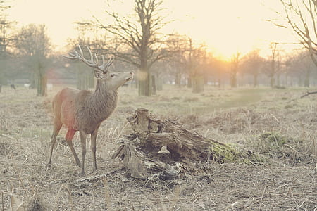 brown deer at daytime thumbnail