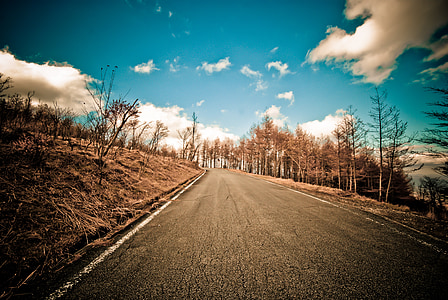 landscape photography of road and pine trees thumbnail