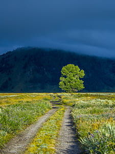 Green Leaf Tree on Green Grass Near Mountain thumbnail