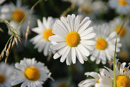 selective focus photography of daisy flower thumbnail