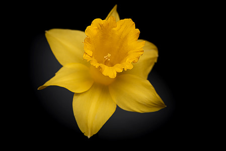 yellow petaled flower in bloom thumbnail