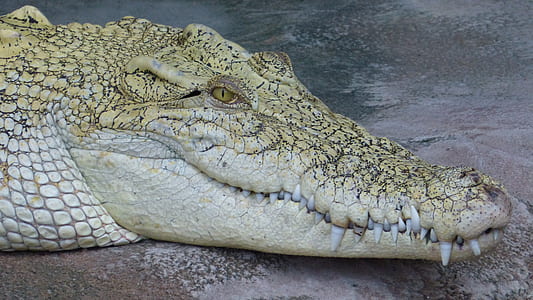 brown and white alligator on gray surface thumbnail