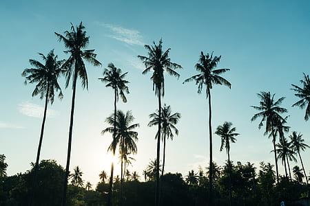 silhouette of coconut trees thumbnail