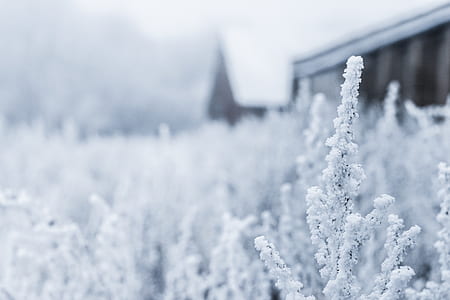 snow-covered plant field selective-focus photography at daytime thumbnail