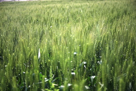 green plant field thumbnail