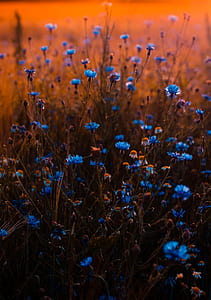 Tilt Shift Lens Photo of Blue Flowers thumbnail