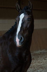 photo of black and white horse thumbnail