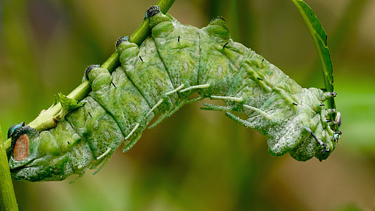 macro shot of green caterpillar thumbnail