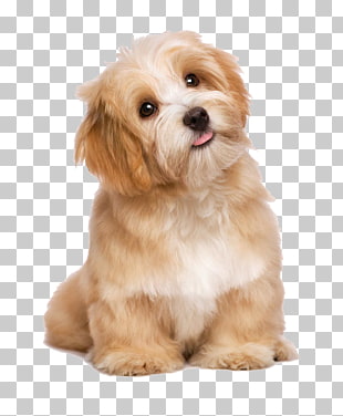 Havanese Maltese dog Poodle Puppy Cat, Lovely long-haired dog tongue, light-brown shih tzu puppy PNG clipart