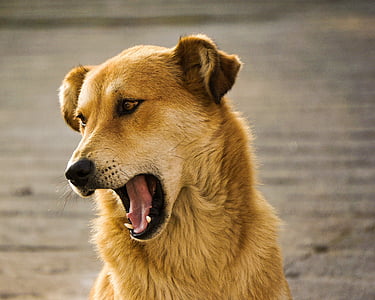 short-coated tan dog closeup photography thumbnail
