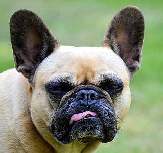close up photo of adult fawn French bulldog thumbnail