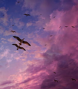 flying seagulls under purple sky thumbnail